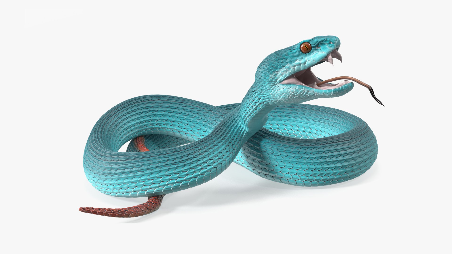 Viper Blue Trimeresurus Rigged for Maya 3D model preview