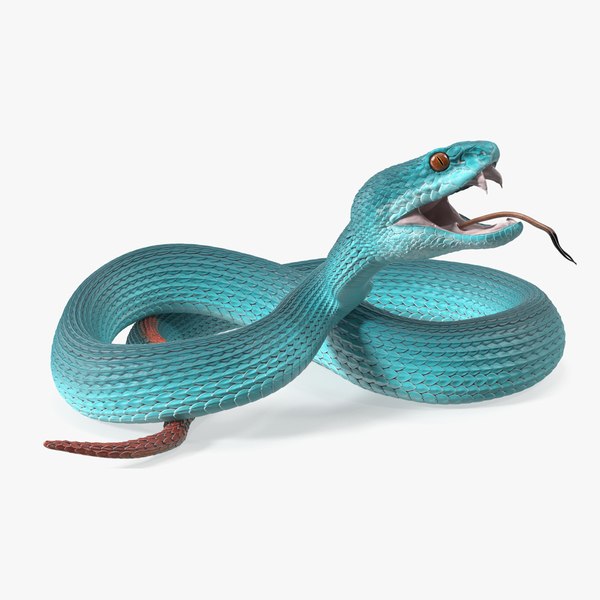 modèle 3D de Viper Blue Trimeresurus gréé pour Maya TurboSquid