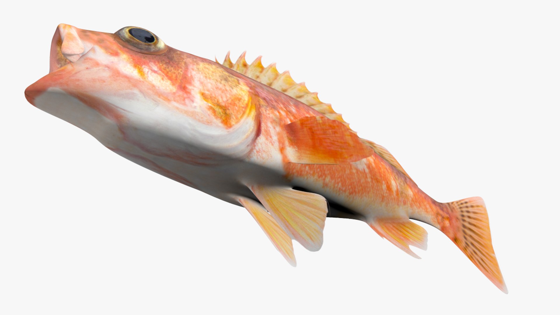 3D halfbanded rockfish model TurboSquid 1661586