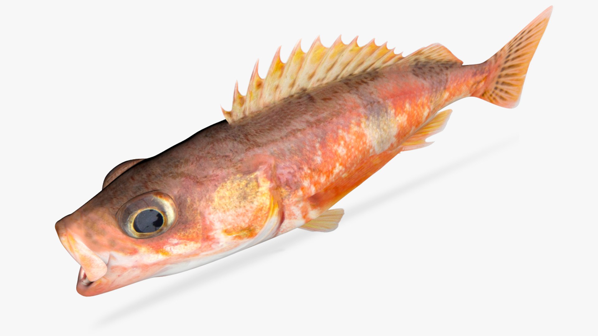 3D halfbanded rockfish model TurboSquid 1661586