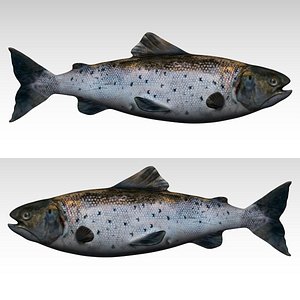 Rigged salmon fish 3D model