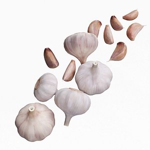 Garlic 3D model