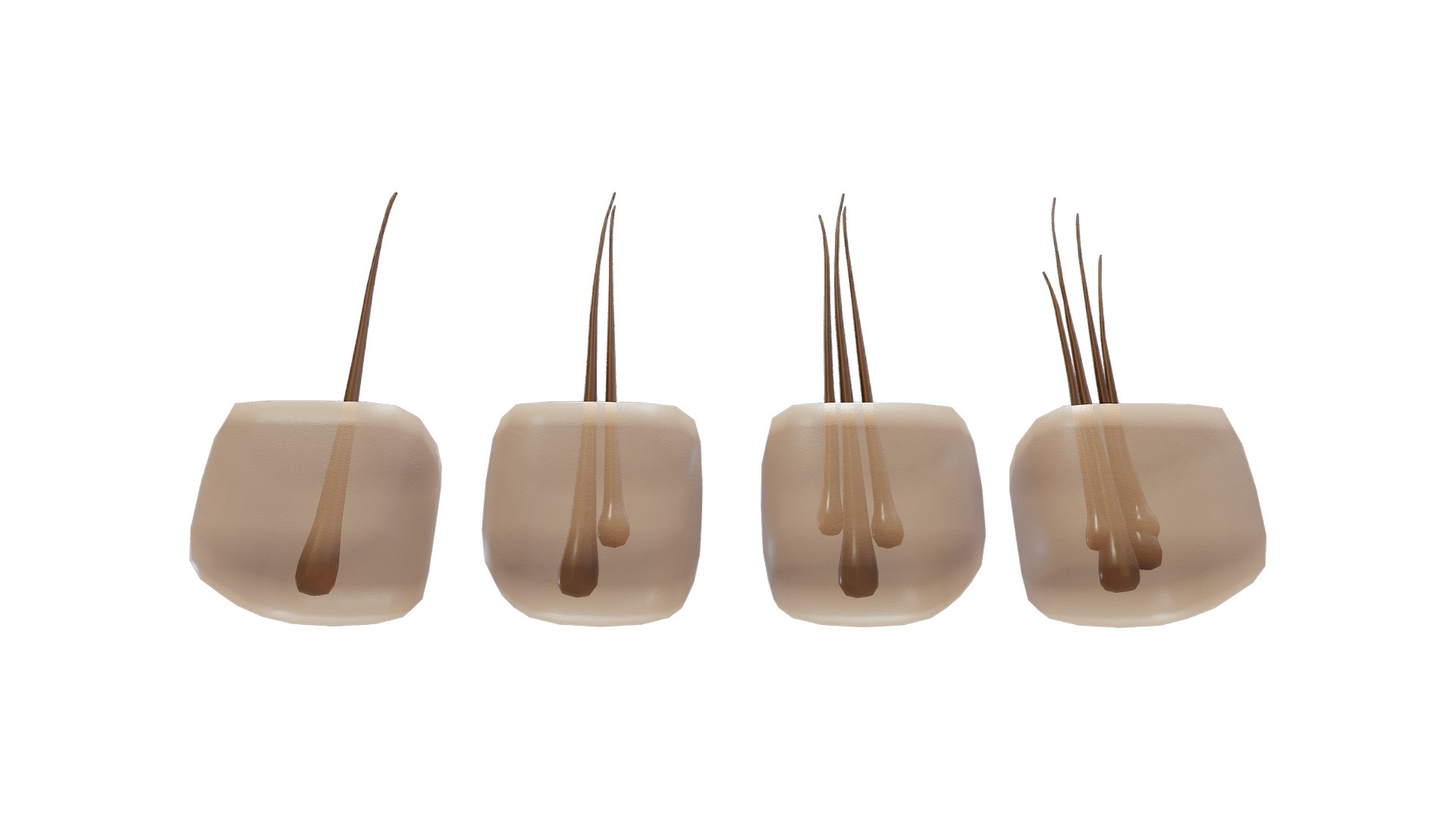 3D Follicular Unit Graft Types model https://p.turbosquid.com/ts-thumb/af/6uCXiA/GE/follicular_unit_graft_types_render_4/png/1766048207/1920x1080/fit_q87/ec6f796921cdf3c81b99c6d4a7f1a2099a7d86a8/follicular_unit_graft_types_render_4.jpg