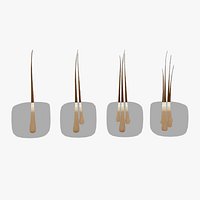 Follicular Unit Graft Types