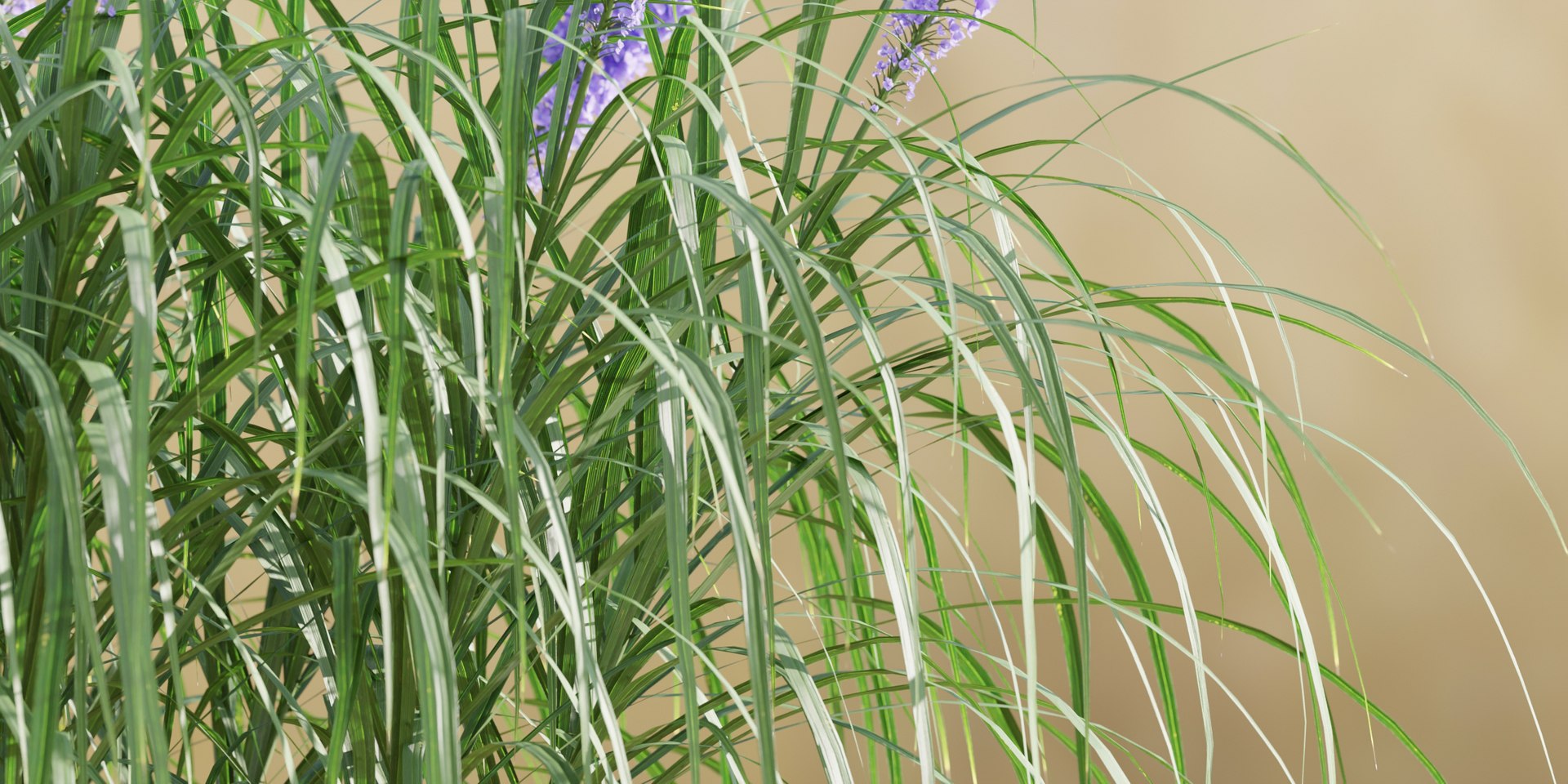 outdoor flowering bush collection vol 74-Blender model https://p.turbosquid.com/ts-thumb/af/9rGZe7/gA/6/jpg/1694696974/1920x1080/fit_q87/59f3c4b3eb52adeb3b4759ed101170c998a0c2d7/6.jpg