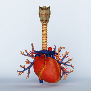 heart larynx 3D model