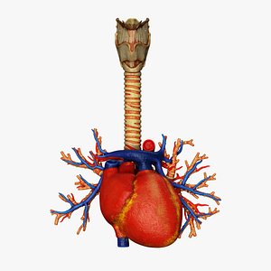 heart larynx 3D model