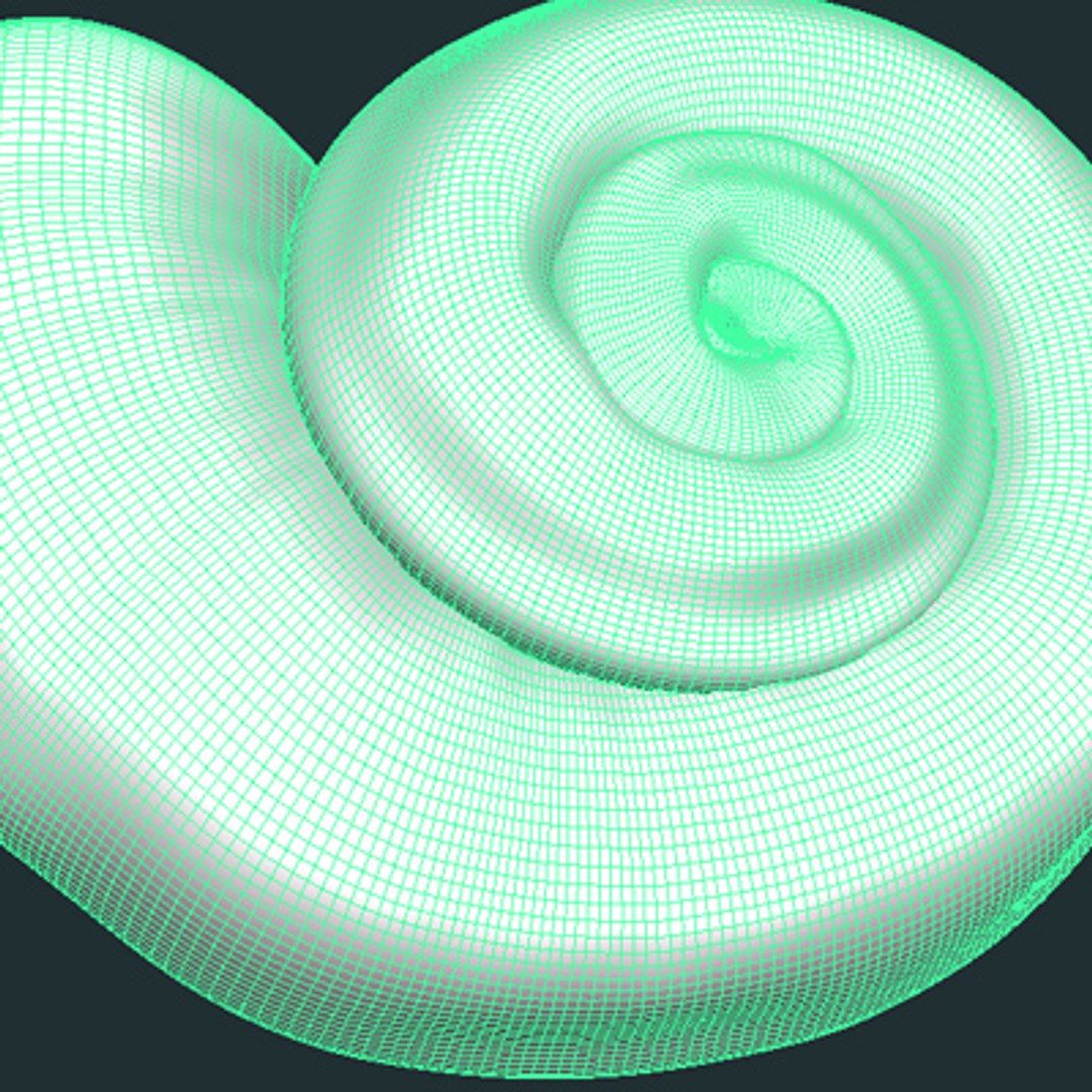 3d model spiral shells