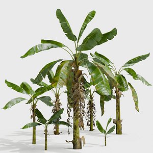 Banana Plant Tree Collection