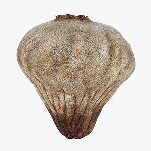 3D Small Puffball - Bovista Plumbea