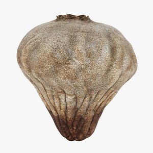 Small Puffball - Bovista Plumbea