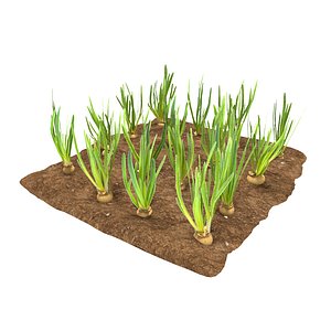 onions 3 growth stages 3D model