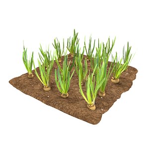 Onion 3 growth stages