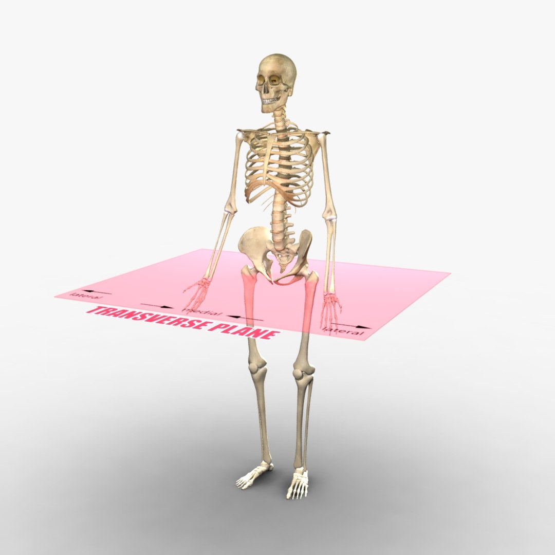 3d Planes Body Skeleton