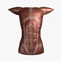Female Torso