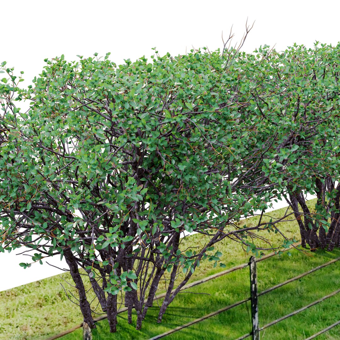Hedge Bush 05 3D Model - TurboSquid 1956970