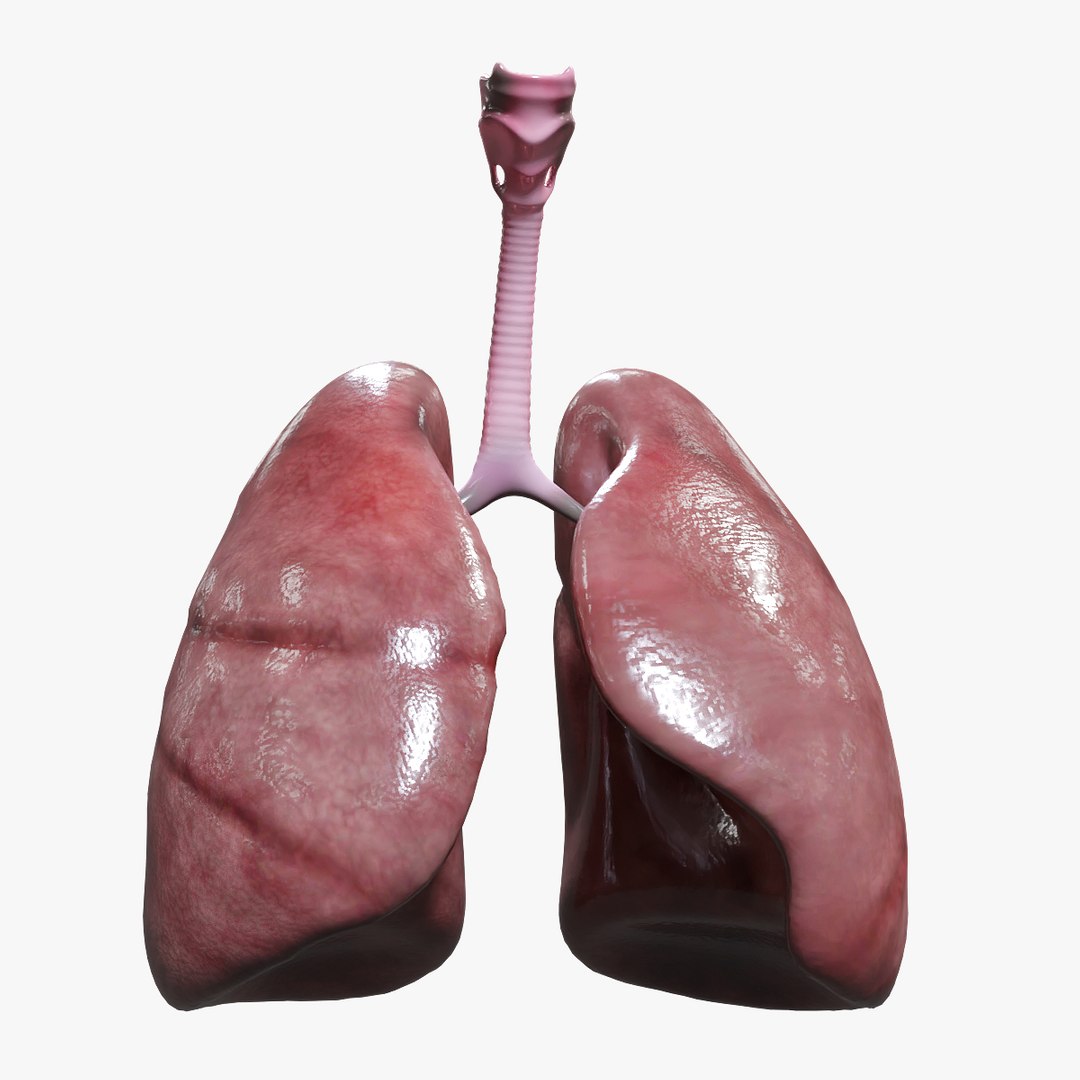 3D Human Internal Organs Model - TurboSquid 1536264