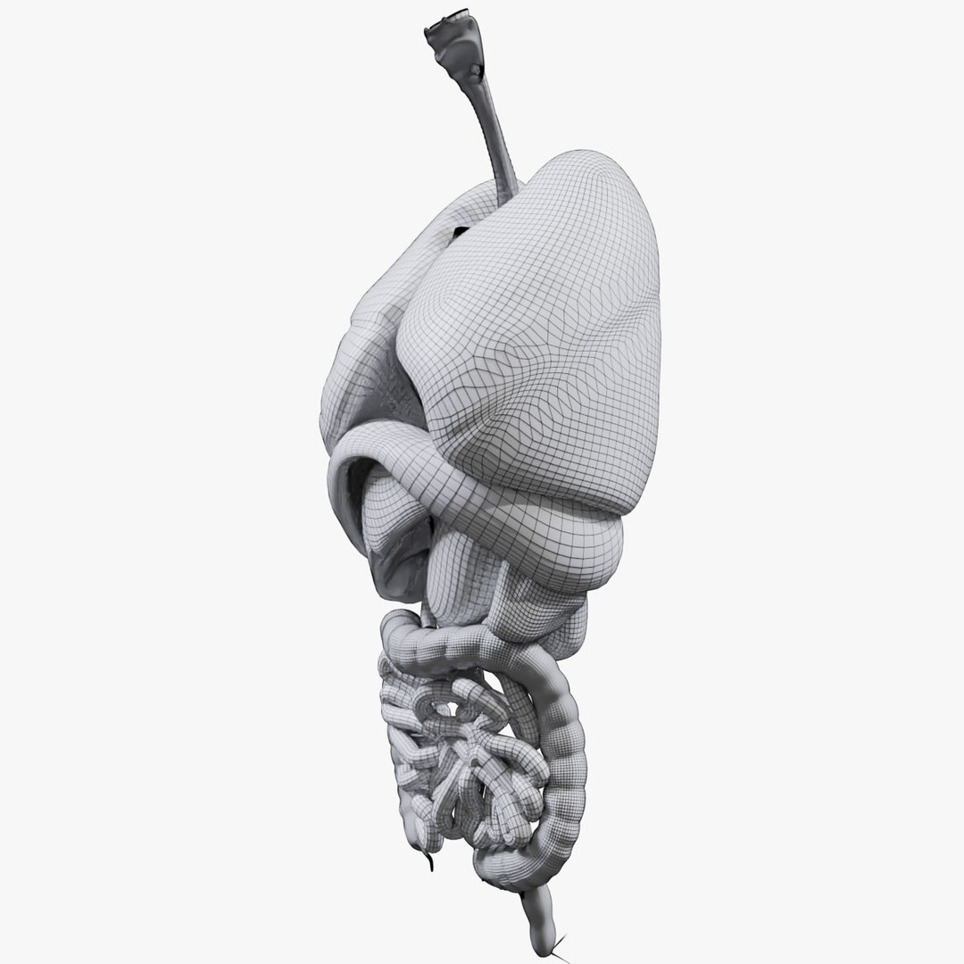 3D Human Internal Organs Model - TurboSquid 1536264