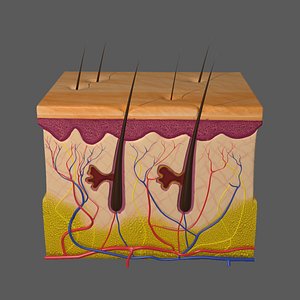 Skin Anatomy Collection