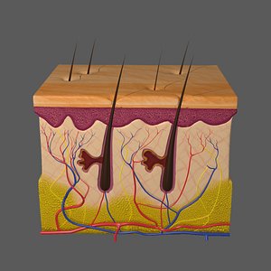 Skin Anatomy Collection