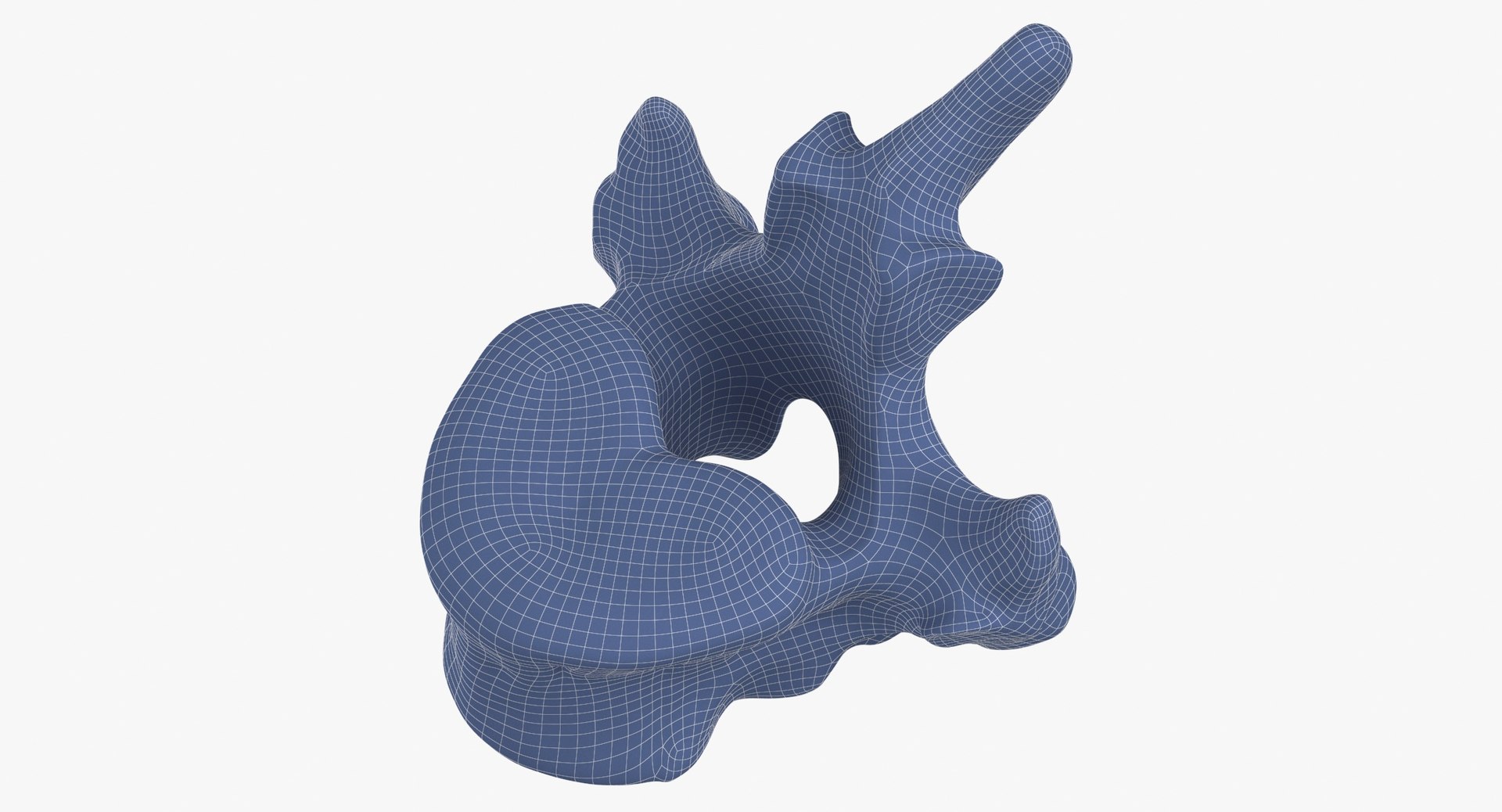 Bear Ursus Thoracic Vertebrae T11 3D Model - TurboSquid 2163674