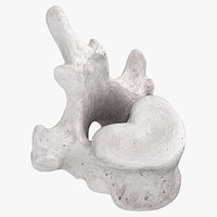 Bear Ursus Thoracic Vertebrae T11