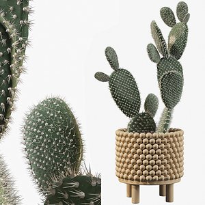 3D Opuntia microdasys 03