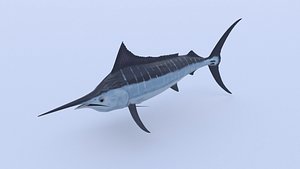 fish marlin animations 3D