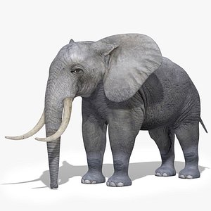 Elephant Realistic 3D Model Rigged and Animated 3D model