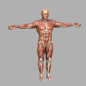 Male Muscular System Anatomy 3D Model-   PBR model