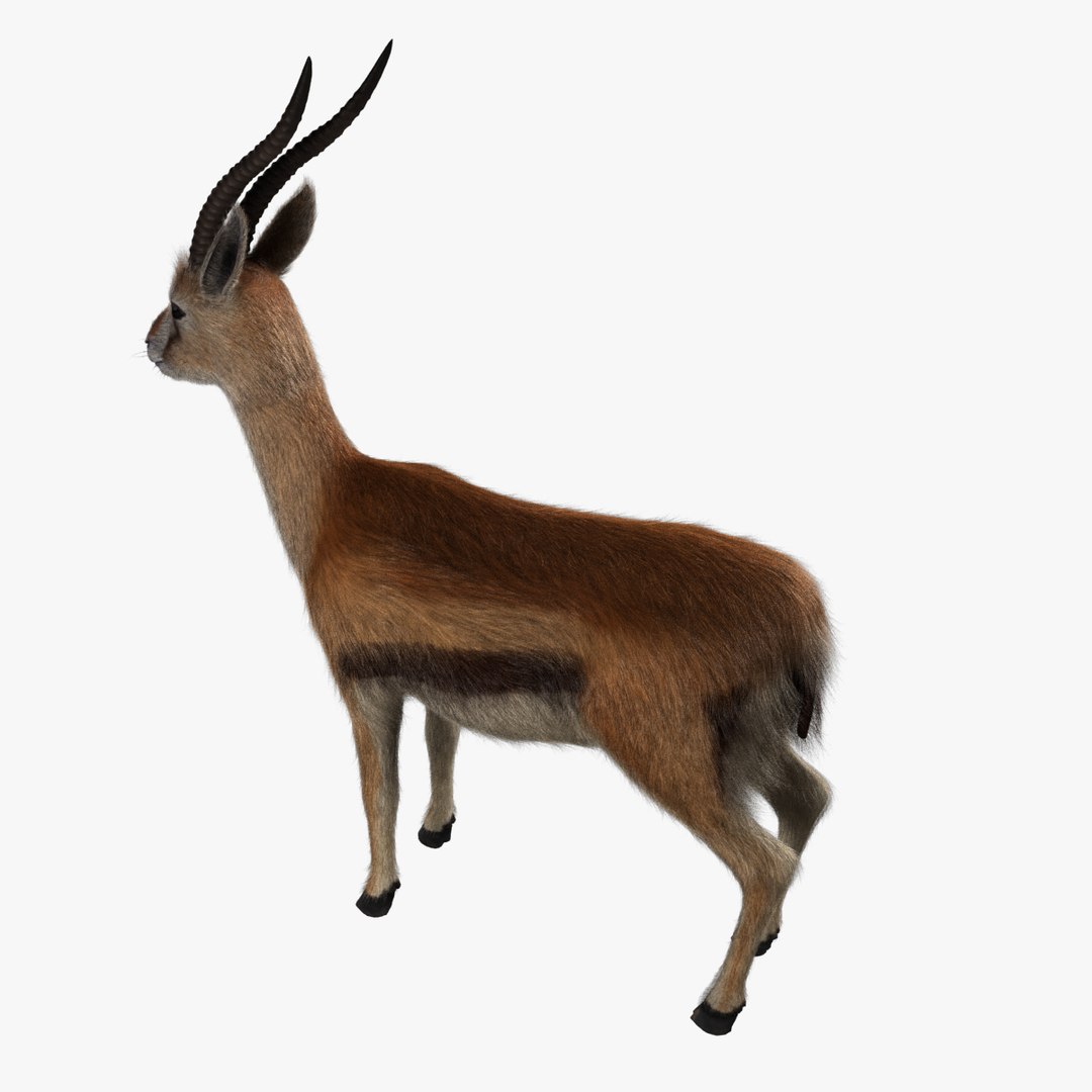 3d model of thomson gazelle - fur https://p.turbosquid.com/ts-thumb/ag/RBy4QJ/Sj4J1eCM/gazelle_v009.0003/jpg/1458732463/1920x1080/fit_q87/10470064074e054153c2115ea6e72edc08142478/gazelle_v009.0003.jpg