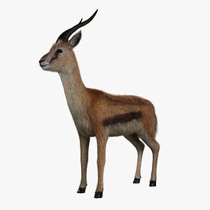 3d model of thomson gazelle - fur