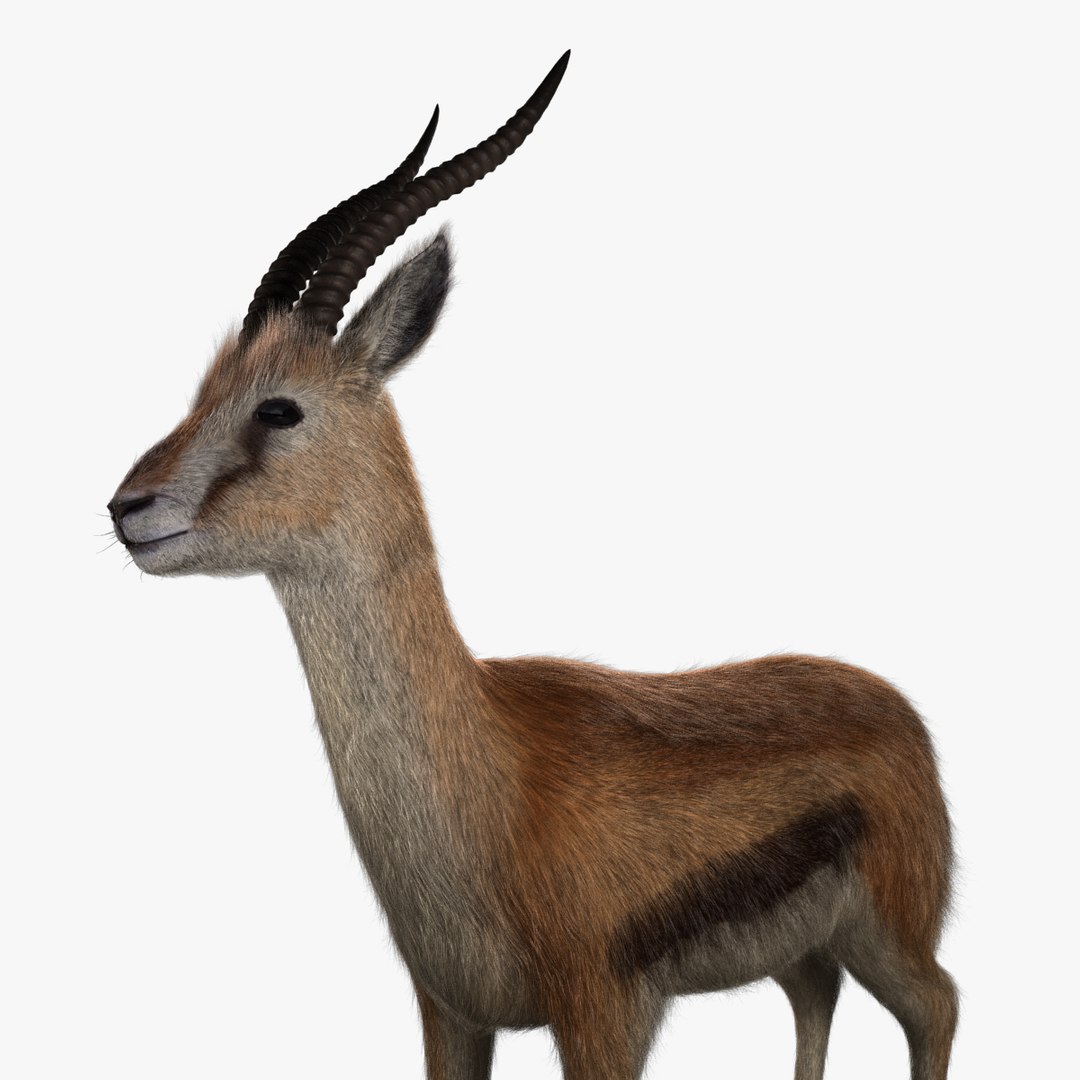 3d model of thomson gazelle - fur https://p.turbosquid.com/ts-thumb/ag/RBy4QJ/wCriUN1R/gazelle_v009.0004/jpg/1458732463/1920x1080/fit_q87/8bcf87c67ce357d541ba7ebd9b3dd122fd9d928e/gazelle_v009.0004.jpg