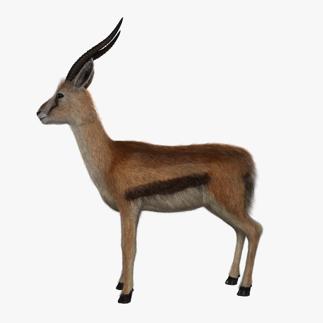 3d model of thomson gazelle - fur https://p.turbosquid.com/ts-thumb/ag/RBy4QJ/wI1ax3wZ/gazelle_v009.0002/jpg/1458732463/1920x1080/fit_q87/4ea13a63f98e580ae1540fa2df7b5dfde9aa10bb/gazelle_v009.0002.jpg