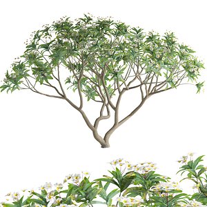 Plumeria rubra-Frangipani-02 3D model