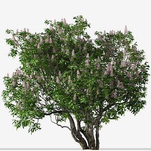 California buckeye or Aesculus californica Tree
