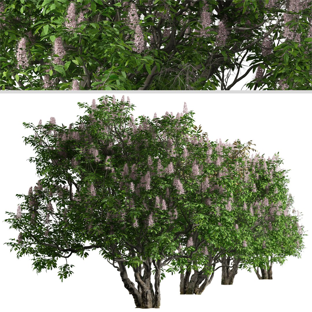 3D model California buckeye or Aesculus californica Tree https://p.turbosquid.com/ts-thumb/ag/WCuIU8/Om/californiabuckeye3/jpg/1668713017/1920x1080/fit_q87/12cb71761d4b2717cedf3eb6fe0341db79a8967b/californiabuckeye3.jpg