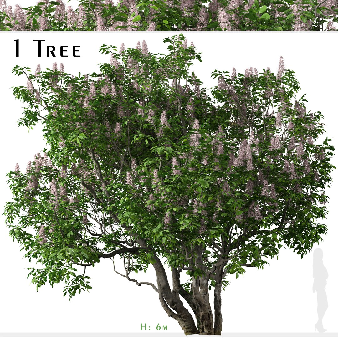 3D model California buckeye or Aesculus californica Tree https://p.turbosquid.com/ts-thumb/ag/WCuIU8/kp/californiabuckeyeset/jpg/1668713484/1920x1080/fit_q87/547660b4c65cfbbaf7f17f1396ce92a6e025304c/californiabuckeyeset.jpg