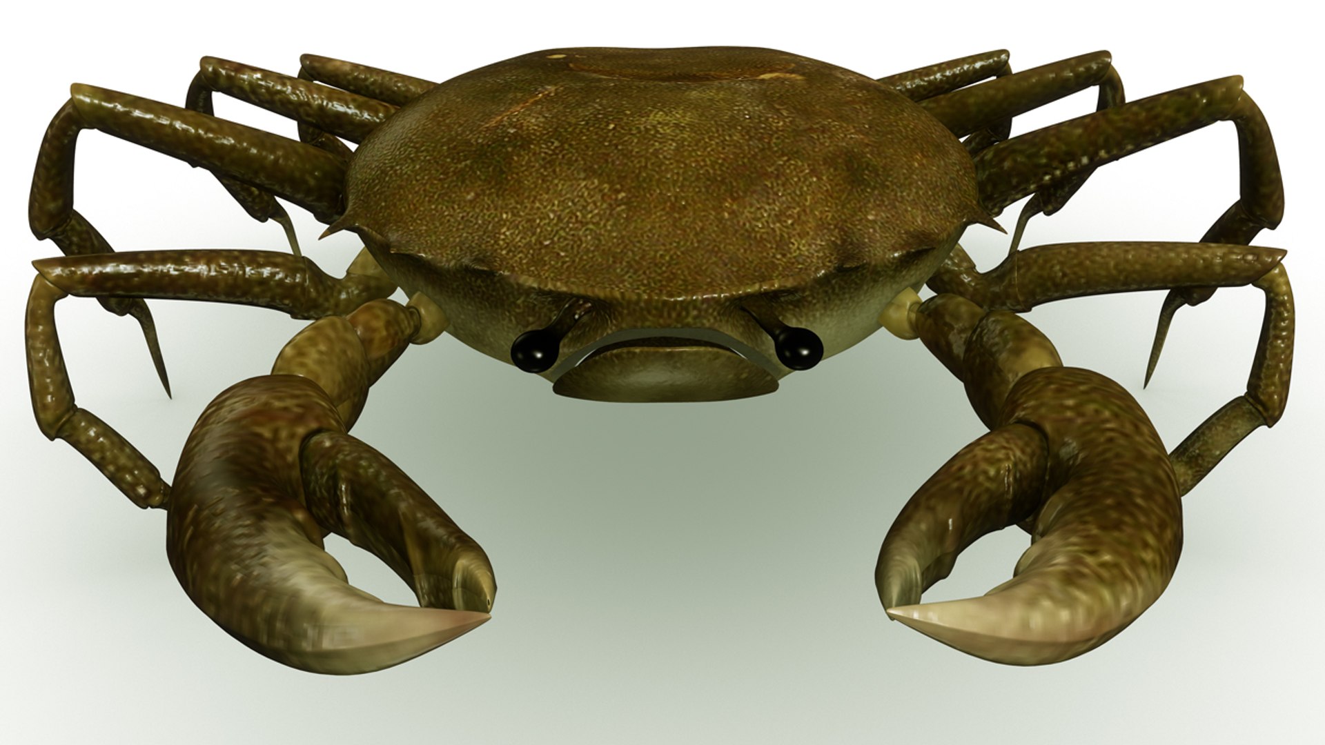 3d crab rigged