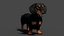 Black Dachshund Dog