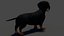 Black Dachshund Dog