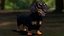 Black Dachshund Dog