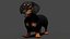 Black Dachshund Dog