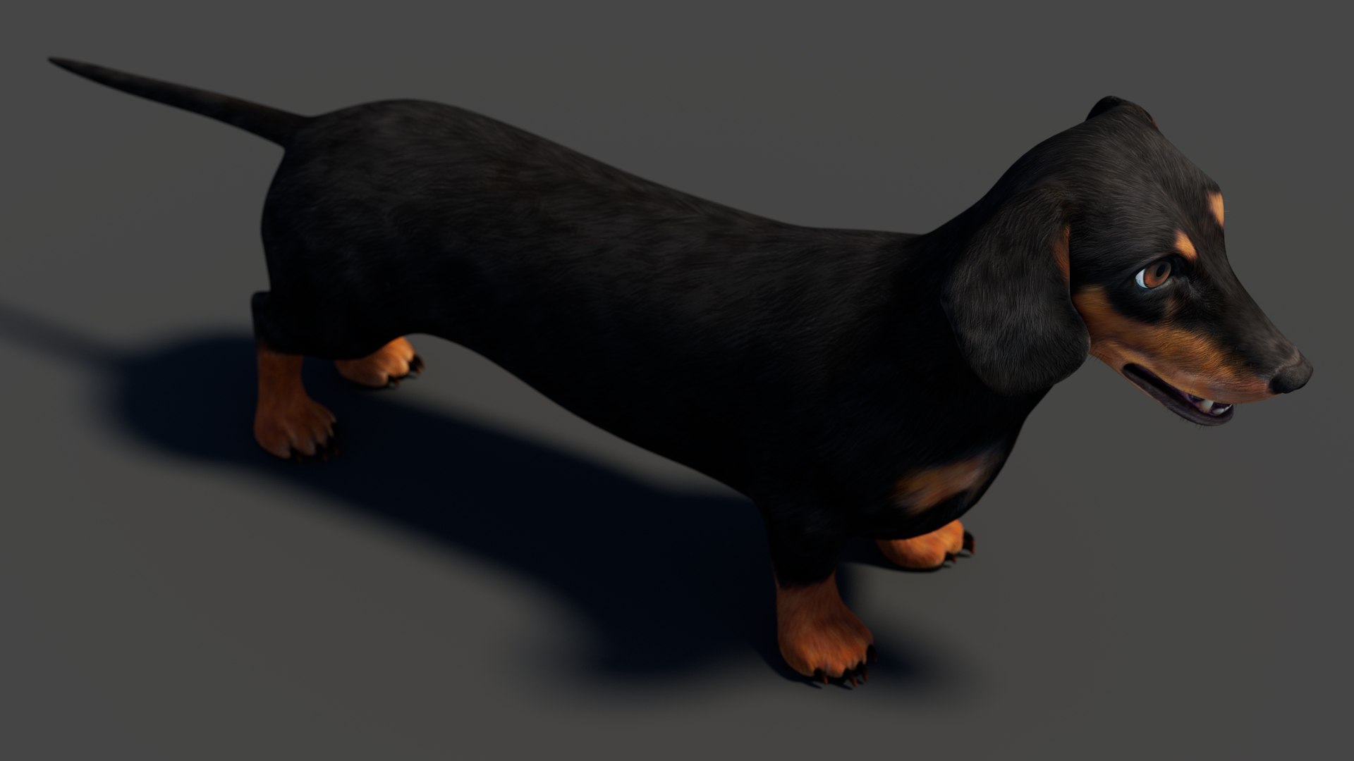 3D Black Dachshund Dog model https://p.turbosquid.com/ts-thumb/ag/oKpkdJ/dg/blackdachshunddog3dmodel00008/jpg/1769086641/1920x1080/fit_q87/177cb4b817411a1a6071ae03b4fec344224e0ab1/blackdachshunddog3dmodel00008.jpg