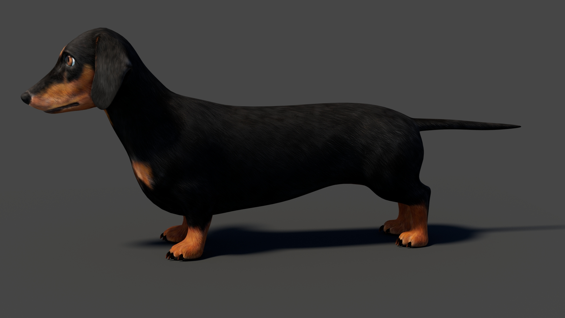 3D Black Dachshund Dog model https://p.turbosquid.com/ts-thumb/ag/oKpkdJ/uA/blackdachshund3dmodel360view/jpg/1769086650/1920x1080/turn_fit_q99/e7b55fcd2a8c302d0056cd26042704f4e1277d91/blackdachshund3dmodel360view-1.jpg