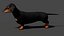 3D Black Dachshund Dog model