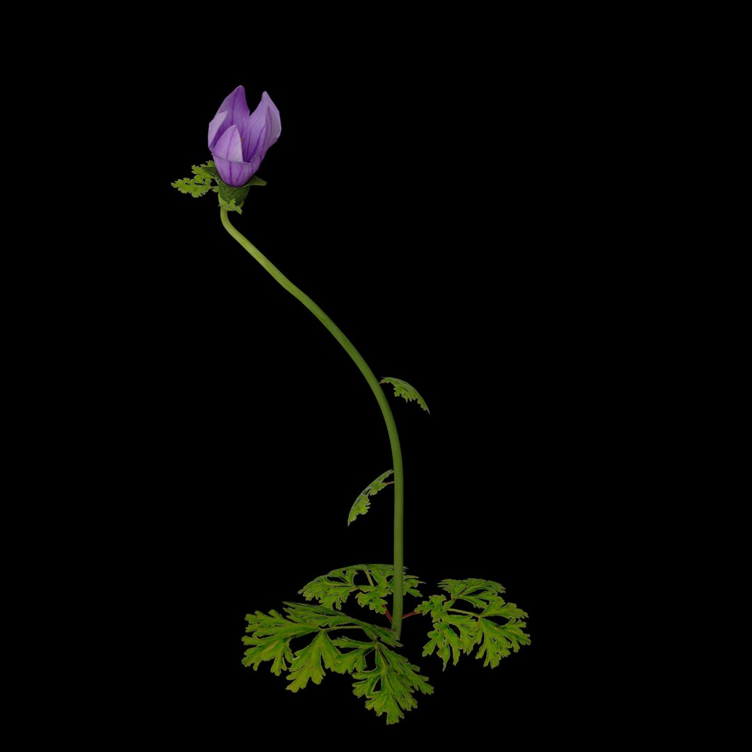 flowers open animation 3D model https://p.turbosquid.com/ts-thumb/ah/1eXLxm/6zOjEy5Q/08/jpg/1593947123/1920x1080/fit_q87/54be20150a9c48265a7baee147b6d80087f85437/08.jpg