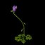 Campanula Teucriodes