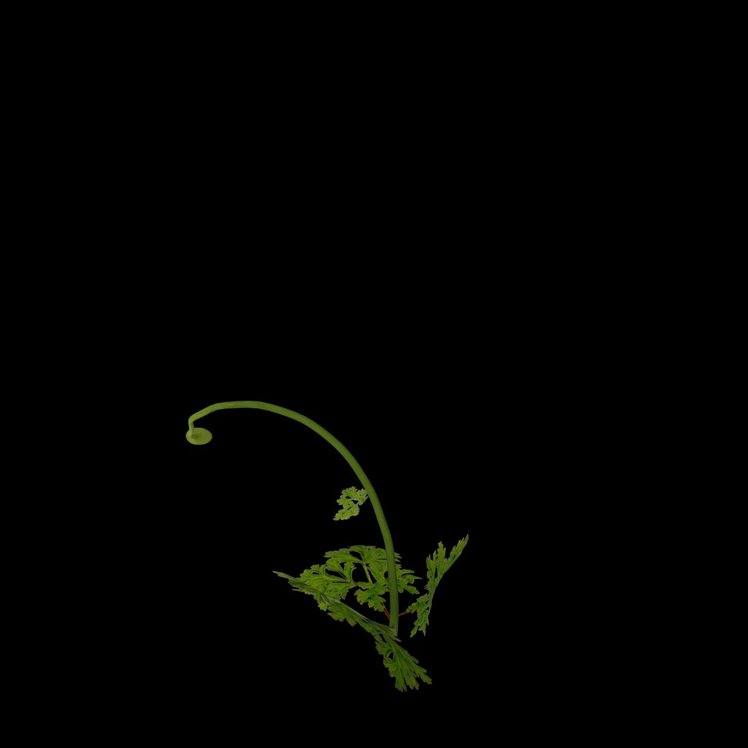 flowers open animation 3D model https://p.turbosquid.com/ts-thumb/ah/1eXLxm/C96no3s6/06/jpg/1593947064/1920x1080/fit_q87/0ecfc387ae3efdd4f7758d3c5dde4952563cf1ba/06.jpg