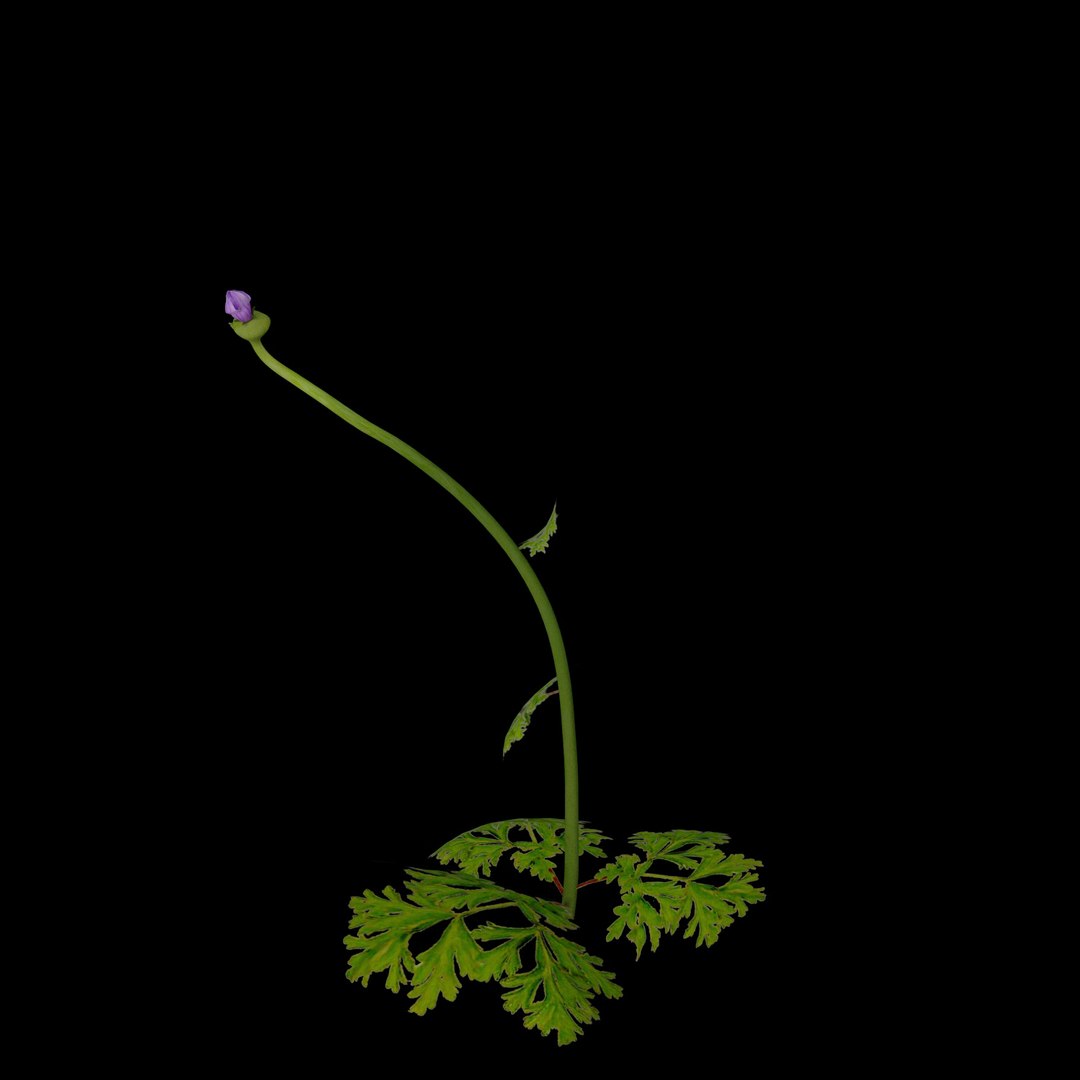 flowers open animation 3D model https://p.turbosquid.com/ts-thumb/ah/1eXLxm/FSZL1hy5/07/jpg/1593947099/1920x1080/fit_q87/8aad33d208b3fa309d9f243b16a2bf96ba47dd7d/07.jpg